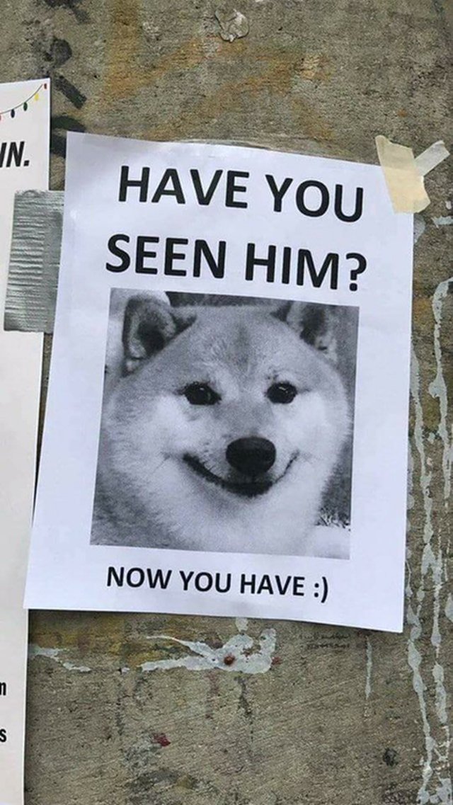 Poster with Shiba Inu