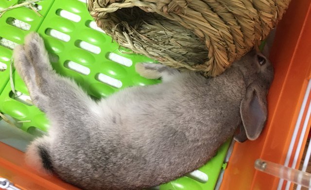 Pets contorted into weird sleeping positions will never not be funny