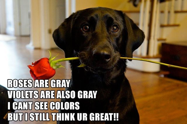 Dog holding rose in its mouth. Caption: Roses are gray, violets are also gray, I cant see colors, but I still think U R great!!