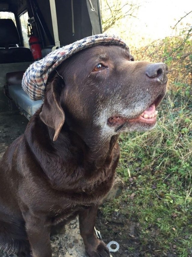 dog golf hat