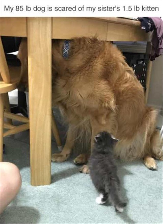 Big dog scared of a little kitten