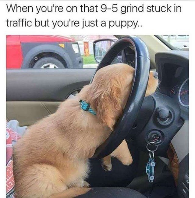 Puppy asleep at the steering wheel