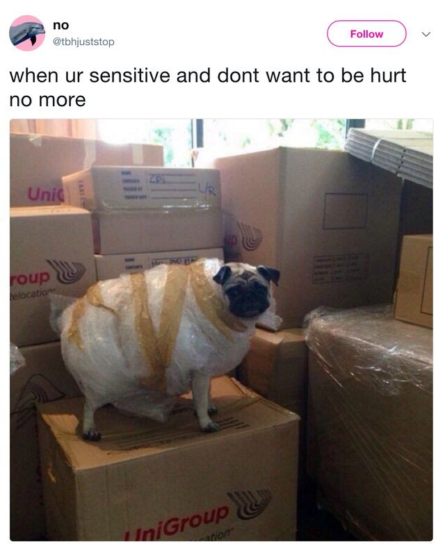 Pug wrapped in bubble wrap