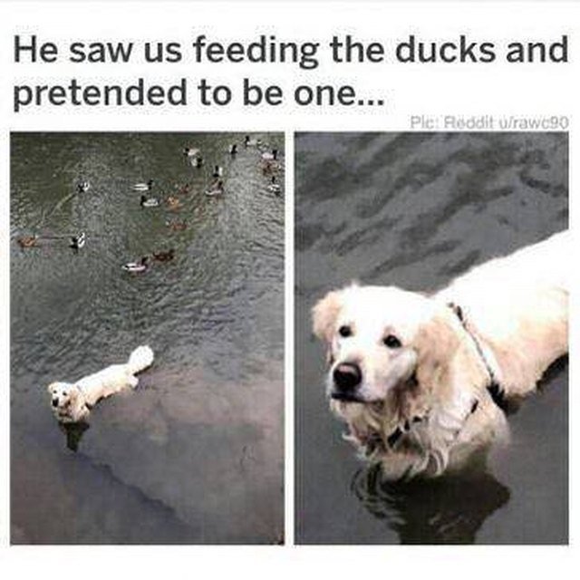 Dog trying to get into that duck-feeding action