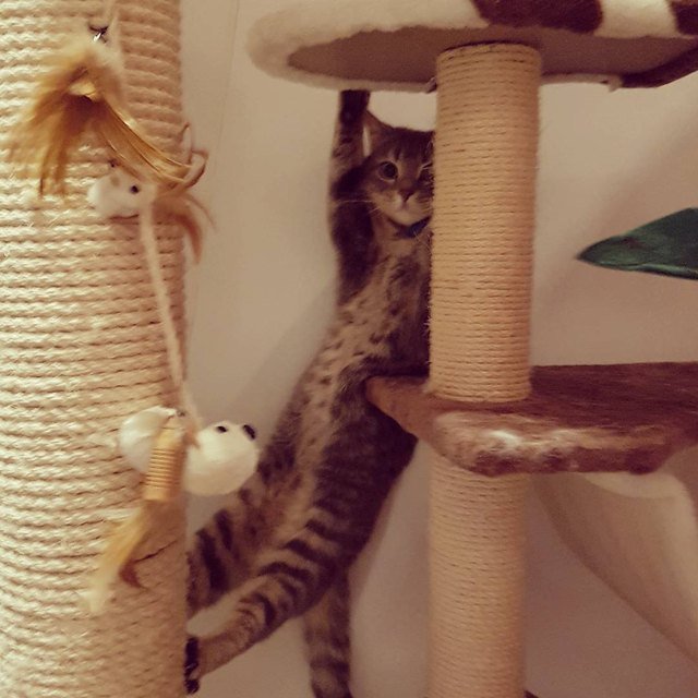 17 cats that are basically just furry house monkeys