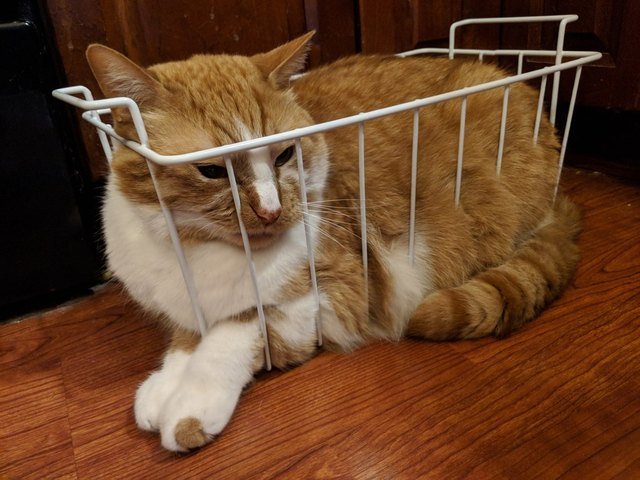 Cat in a wire basket.