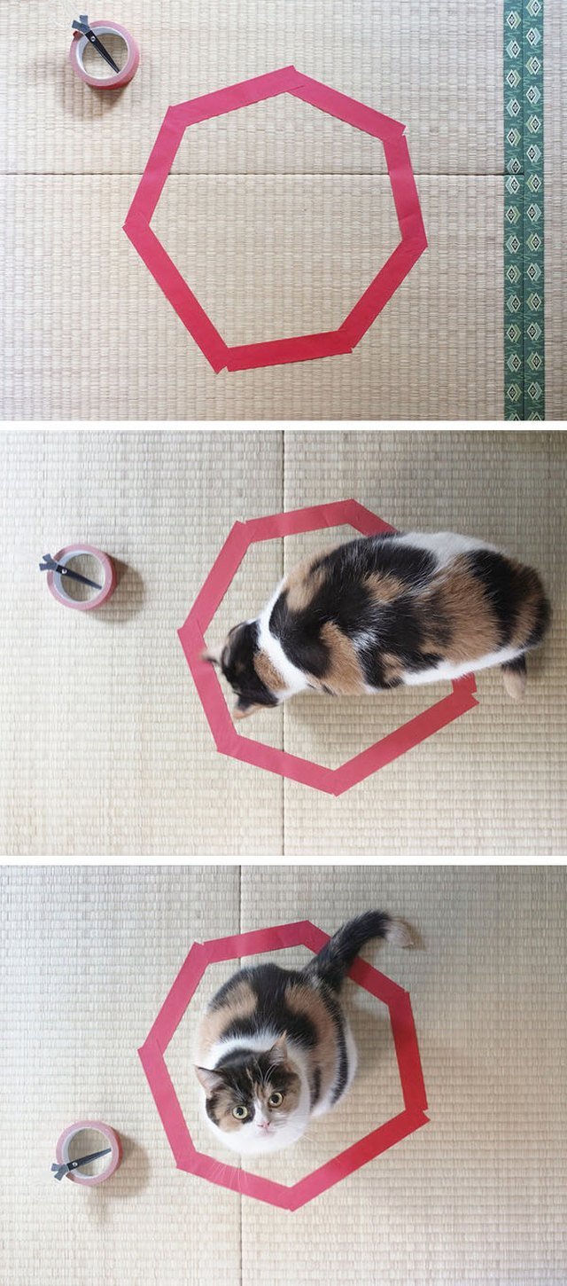 Cat walking into a circle of tape on the floor.
