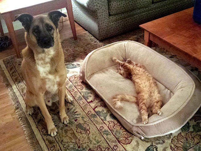 16 Hilarious Photos Of Dogs Who Got Kicked Out Of Their Bed By Cats