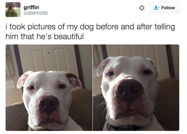 18 Hilarious Tweets About Animals That Will Make Your Day So Much Better