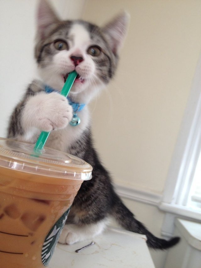 Cat with iced coffee biting the straw!