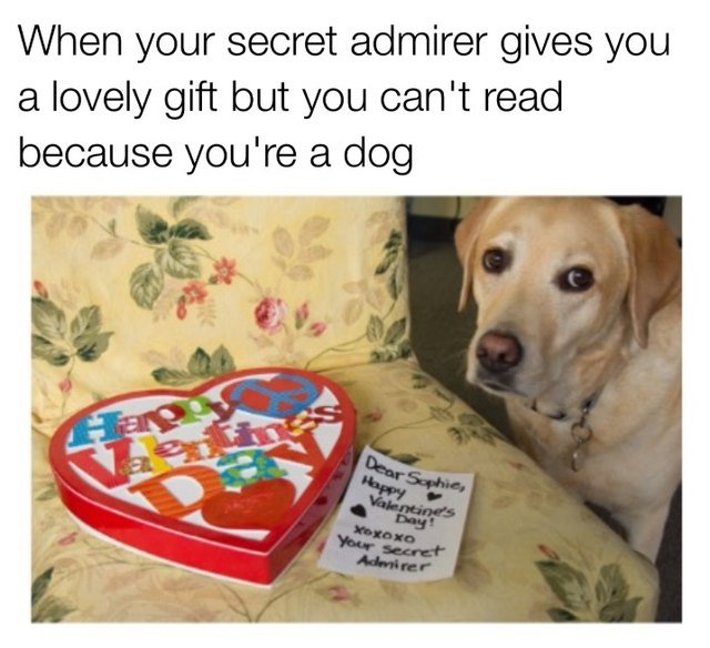 Golden lab next to heart shaped box with a love note. Caption: When your secret admirer gives you a lovely gift but you can