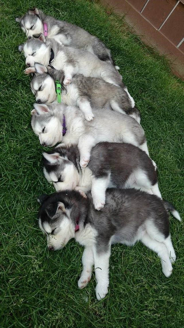 Row of sleeping husky puppies.