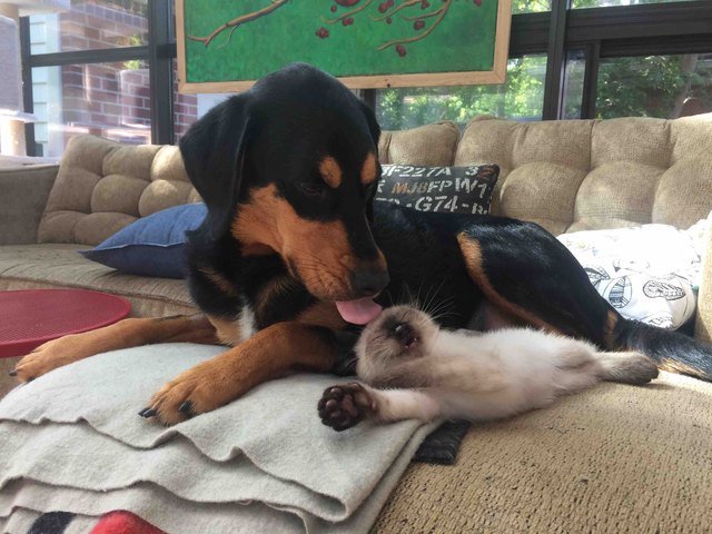 Dog licking a cute kitten
