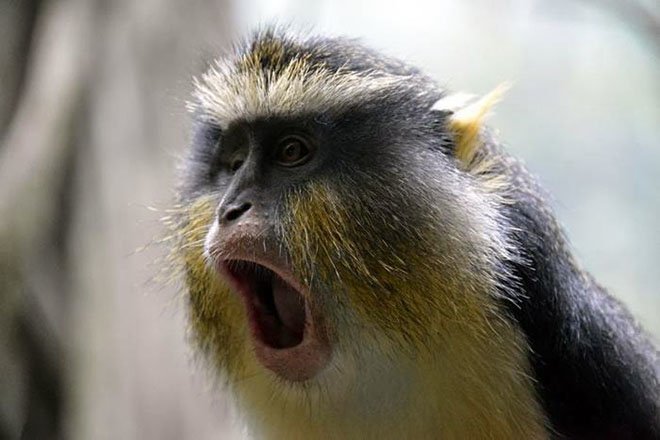 23-hilarious-photos-of-surprised-animals-1
