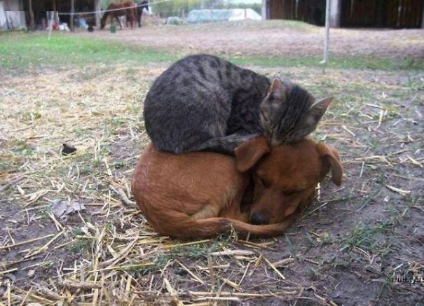 25 Cats Shamelessly Using Their Dog Friends As Pillows. #8 Made My Day.