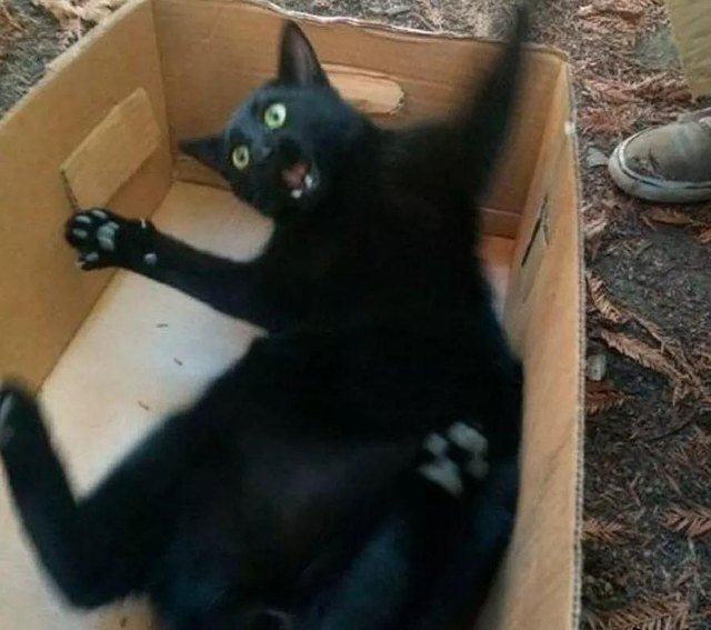 Cat falling into a cardboard box.