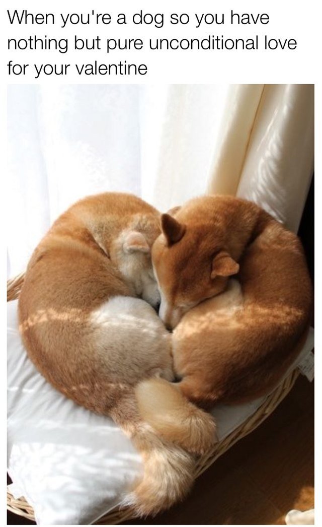 Two Shiba Inus curled together in a heart shape.