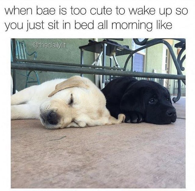 Two puppies side-by-side, one awake, one asleep. Caption: when bae is too cute to wake up so you just sit in bed all morning like