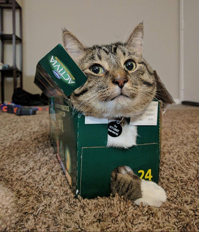 Cat stuck in a box.
