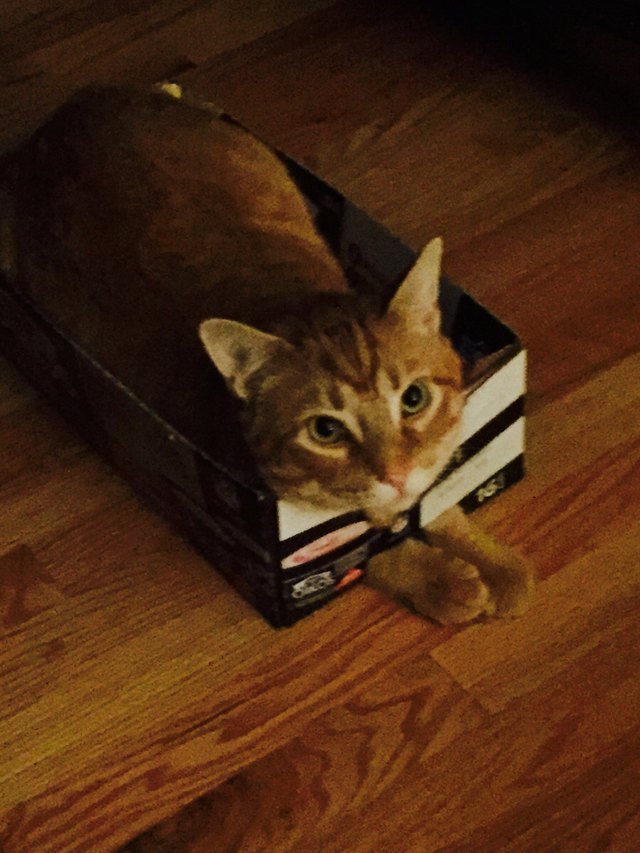 Cat in a shoe box with its paws stuck through a hole.