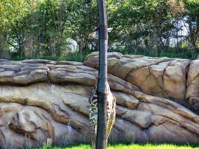 Giraffe standing behind thin tree.
