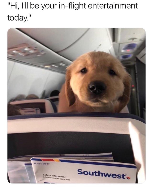 Cute puppy on a plane