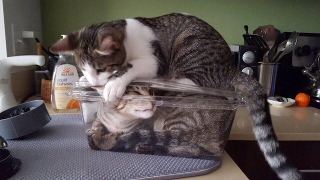 Cat sitting on lid of plastic box with another cat inside.