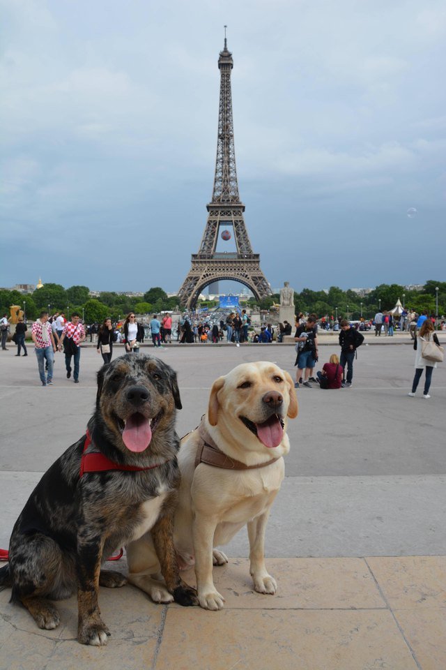 Happy dogs in front of the Eiffel tower