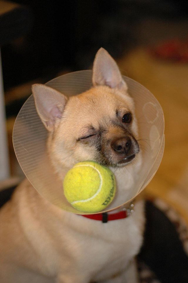 Dog wearing E-collar with a tennis ball inside it
