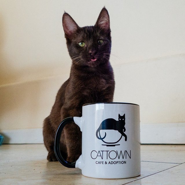 Black cat with coffee mug