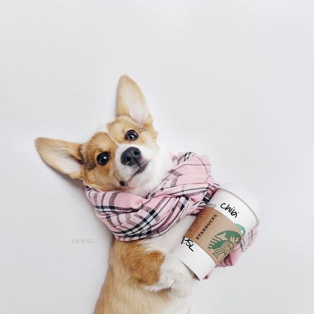 Corgi in a scarf and she has a coffee cup