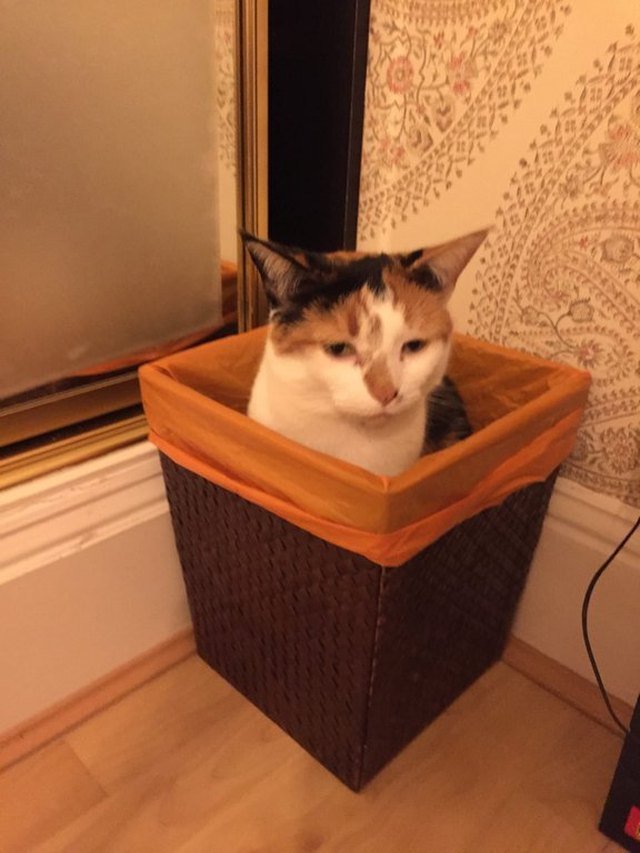 Cat sitting in a trash can.