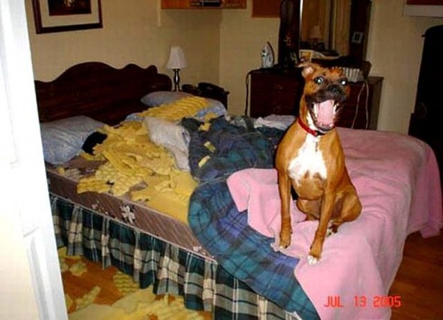 Boxer sitting on bed with destroyed mattress pad.