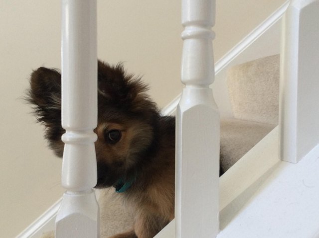 Puppy on staircase, hiding behind baluster.