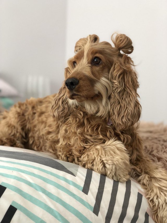Dog with wavy hair