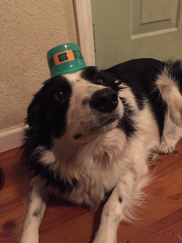 Dog wearing plastic leprechaun hat.