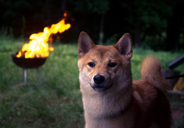 Shiba Inu in front of burning barbecue.