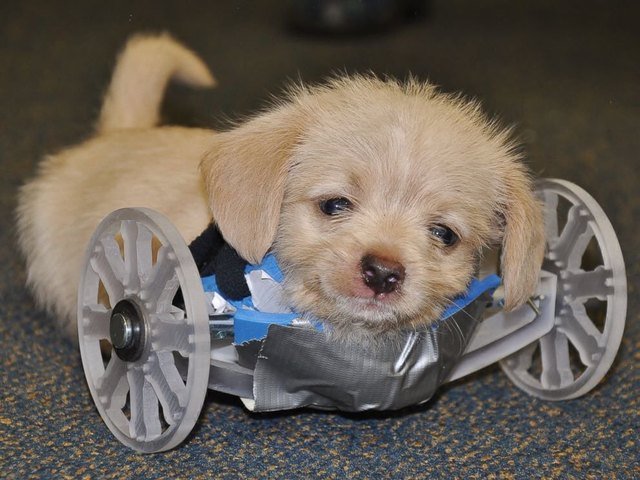 Cutest Wheelchair Puppy
