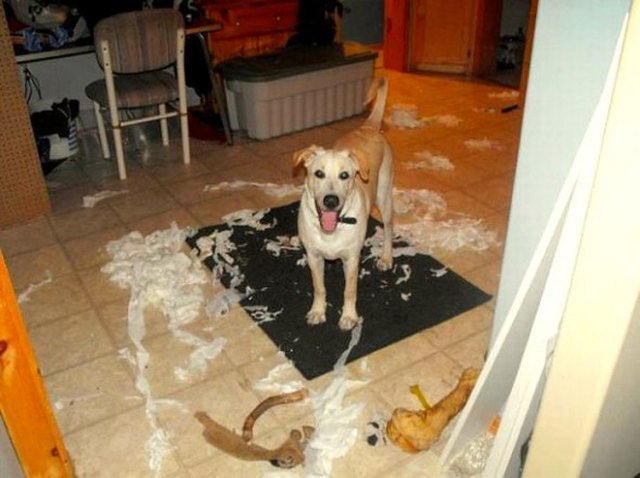 Dog surrounded by ripped toilet paper and three bones.