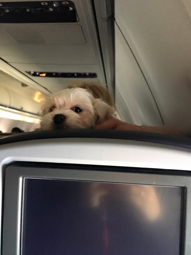 Dogs on planes