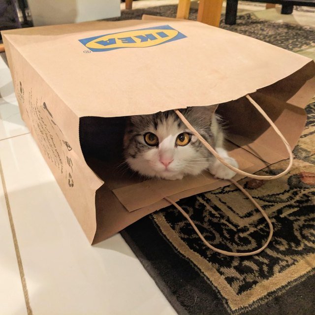 Cat in an Ikea bag.