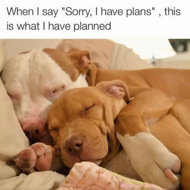 24 thoughts you’ll inevitably have after adopting pet