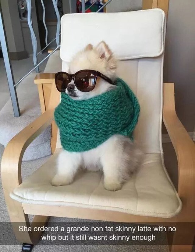 Dog in scarf and sunglasses