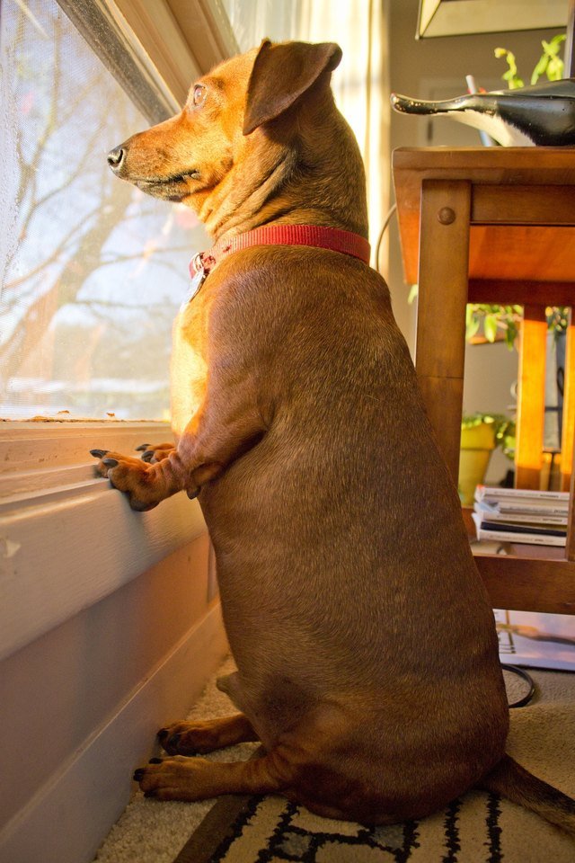 Dog looking out window, waiting for his person