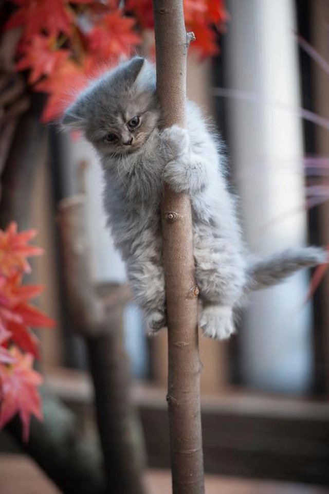 Kitten climbing a tree