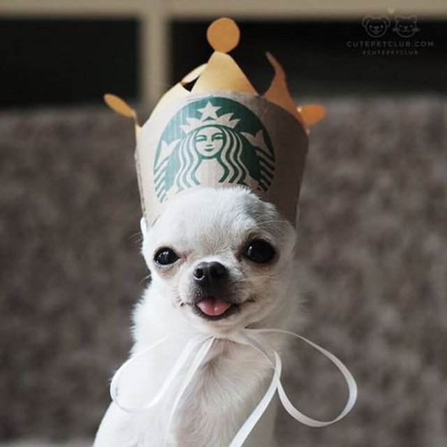 Silly dog in a crown made from a coffee sleeve