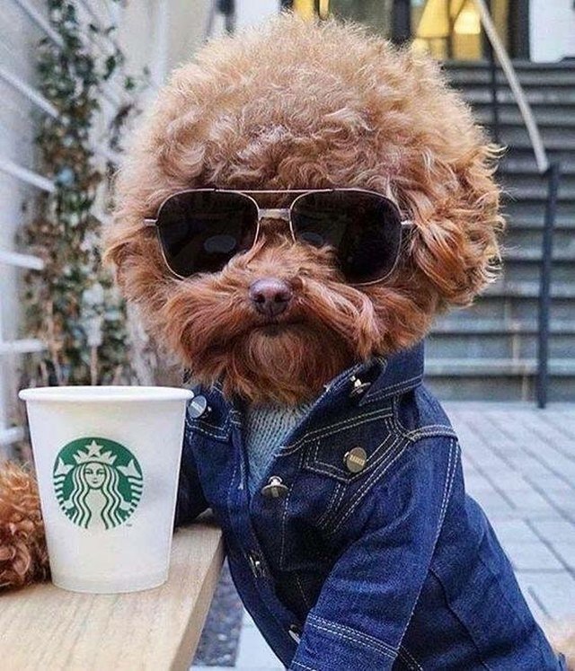 Hipster dog