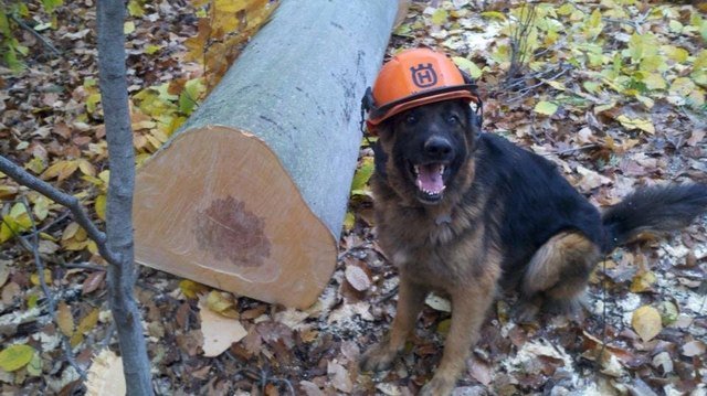Dog wearing construction hat