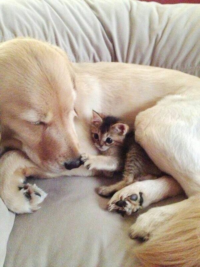Dog with Baby Kitten