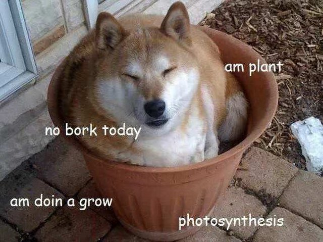 Shiba Inu in flower pot.